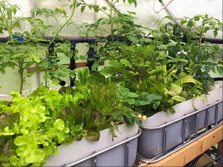 Plants thriving in the aquaponics greenhouse