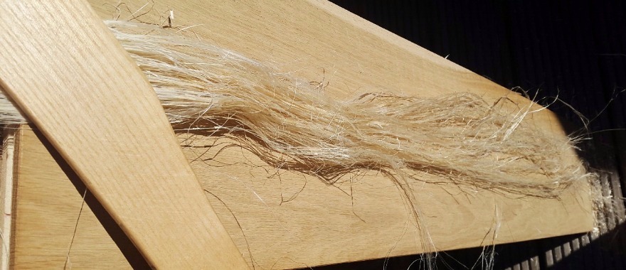 Scutching the flax fibre in order to remove the woody shive