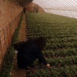 Strawberries in a Chinese solar greenhouse