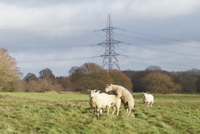 Tupping in action as demonstrated by a Charolais ram
