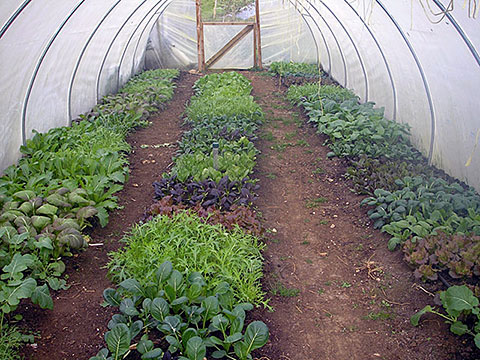 A Vallis Veg polytunnel
