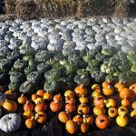 Vallis Veg squash