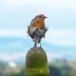 Windswept Robin by Annette Randle via Wikimedia Commons