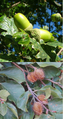 acorns and beech nuts
