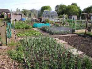 allotment-may