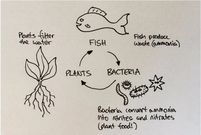 How aquaponics works