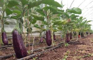 Vegetable growing in a polytunnel