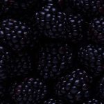 Blackberries : foraging for fruits, nuts and fungi