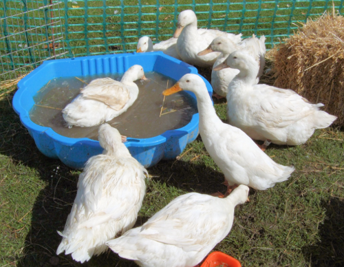 Aylesbury is a popular breed for duck keeping, pictured here taking a dip aylesburys