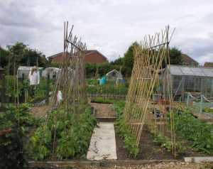 Bean frames are a feature in this vegetable growing guide for June