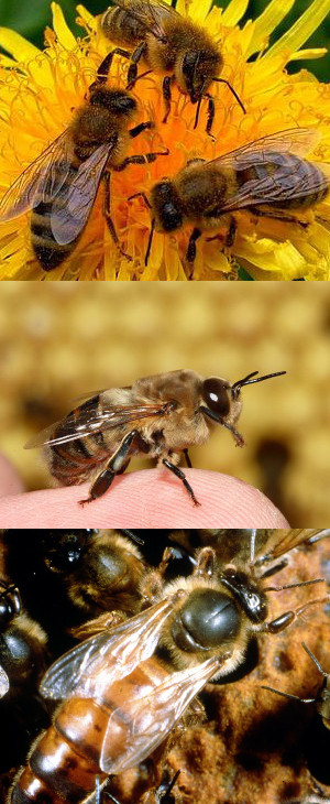 bees