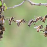 Help Lowimpact.org become a wiki
