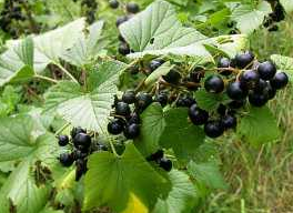 blackcurrants