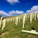 A future woodland in the making