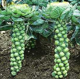 brussels-sprouts