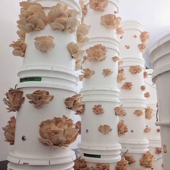 Growing oyster mushrooms on reusable buckets