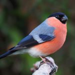 bullfinch