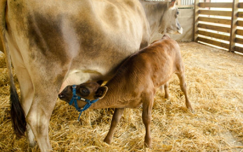 calf_suckling_after_milking_web