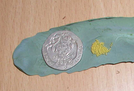 caterpillar-eggs