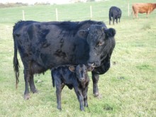 Cattle