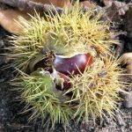 Sweet chestnuts make a delicious edible treat