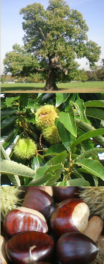 chestnuts