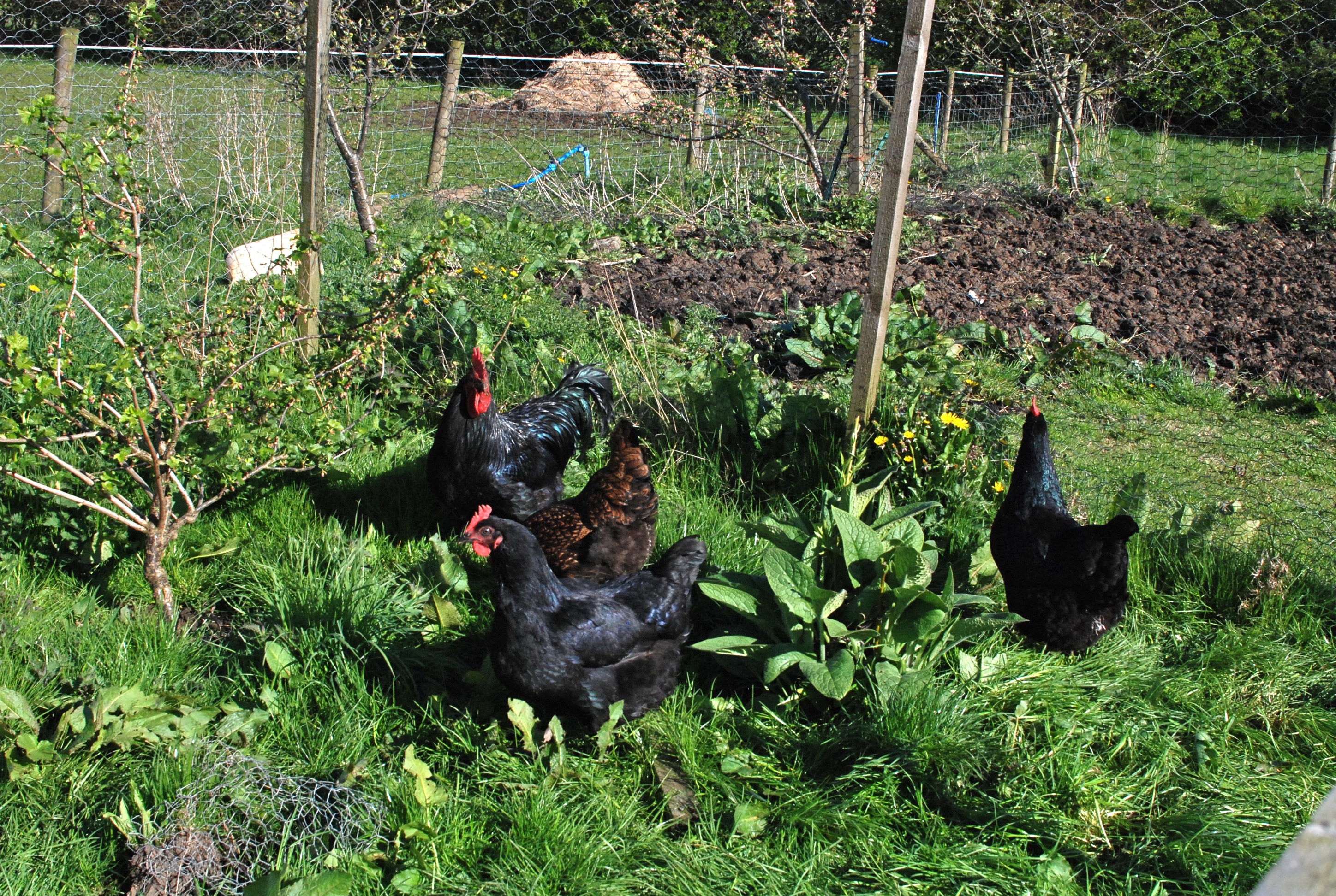 vegetation can be maintained in chickens pens by using chicken