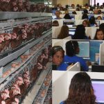 chickens-and-people