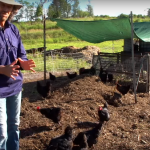 chickentractor