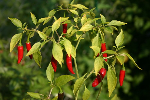 Chillis feature in the growing guide for September