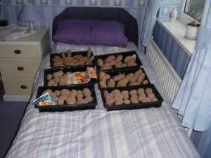 chitting-potatoes