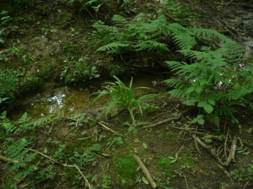 Clay deposits can sometimes be found in streams