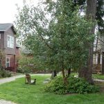 Interested in starting a cohousing project? This community shows it can be achieved.