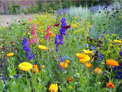 Lavender (background) Larkspur (middle) and Marigolds (foreground)