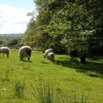 dragonfly land co-op - sheep