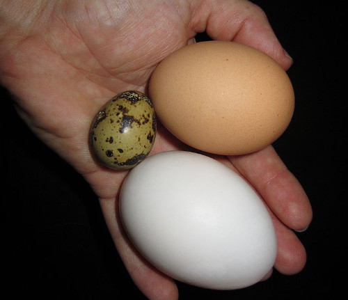 Keeping ducks has its reward in eggs, shown here alongside a quail egg and a chicken egg duck-chicken-quail-egg