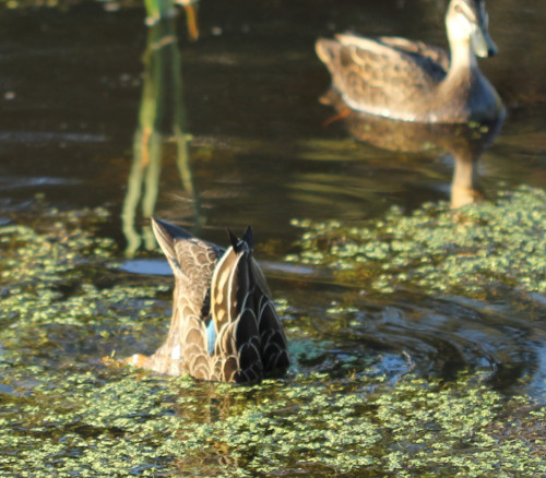 A pond isn't a necessity when keeping ducks - but they will love it if there is one! duck-pond