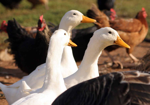 Keeping ducks and hens can go hand in hand as the two birds get on well ducks-chickens