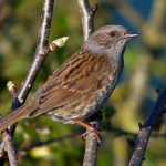 Dunnock: nests and baskets