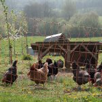 elc chickens