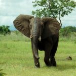 Chris Smaje argues the elephant in the room is capitalism