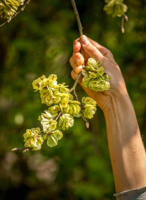 Grasping a branch, connecting with nature: one of the benefits of harvesting wild foods