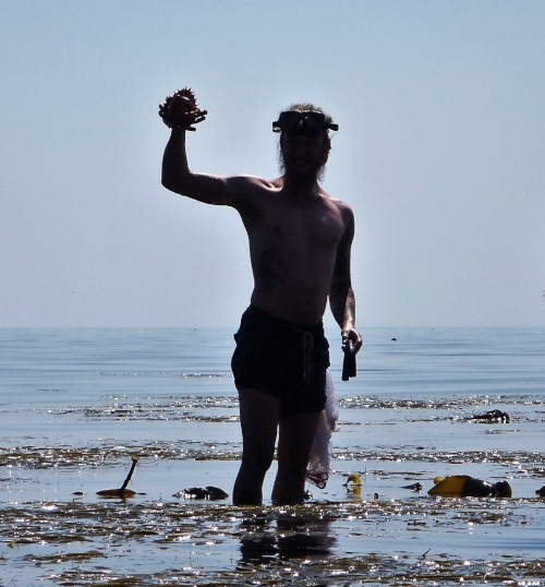Diving for spider crabs on the south west coast