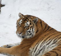 Siberian Tiger