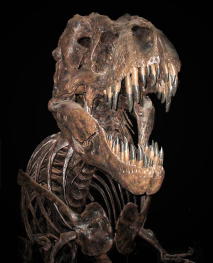dinosaur