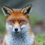 When it comes to nature in November, keep an eye out for foxes