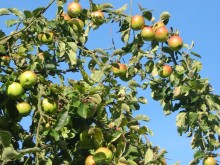 Fruit trees & orchards