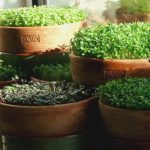 Are clay pots better for sprouts and microgreens?