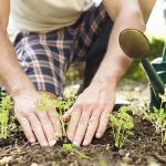 Laying down roots at Heartwood Community