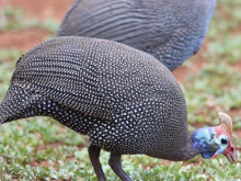 guinea-fowl-220